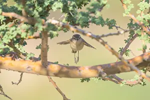 Middle East Wildlife Drucke: Plain Leaf Warbler, Phylloscopus neglectus