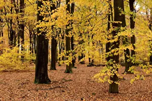 European Nature Views Drucke: Planken Wambuis