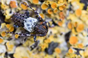 Bilder Datiert 20. Februar 2021: Pogonocherus hispidulus