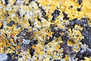 Bilder Datiert 20. Februar 2021: Pogonocherus hispidulus