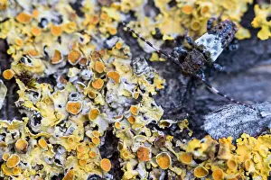 Longhorn Beetle Species Drucke: Pogonocherus hispidulus