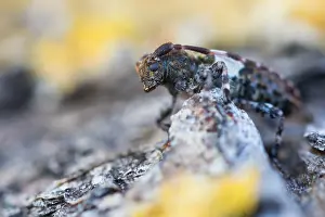 Bilder Datiert 20. Februar 2021: Pogonocherus hispidulus
