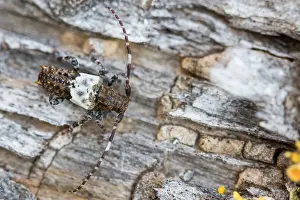 Bilder Datiert 20. Februar 2021: Pogonocherus hispidulus