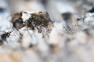 Bilder Datiert 20. Februar 2021: Pogonocherus hispidulus