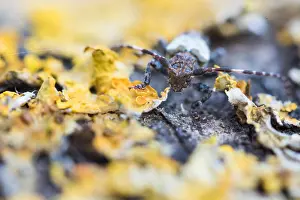 Bilder Datiert 20. Februar 2021: Pogonocherus hispidulus