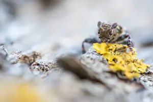 Bilder Datiert 20. Februar 2021: Pogonocherus hispidulus