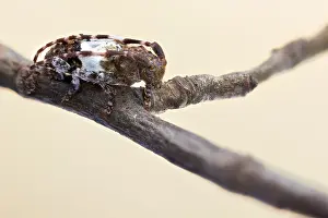 Longhorn Beetle Species Drucke: Pogonocherus hispidulus