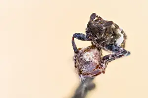Longhorn Beetle Species Drucke: Pogonocherus hispidulus