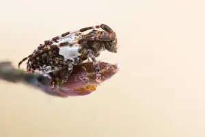 Bilder Datiert 24. Januar 2021: Pogonocherus hispidulus