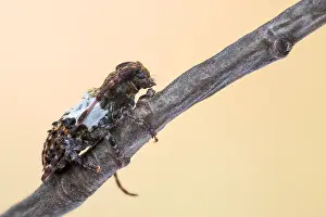 Longhorn Beetle Species Drucke: Pogonocherus hispidulus