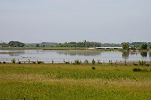 Bilder Datiert 5. Juni 2010: Agami-Schilfrohr im Maltha Polder in der Biesbosch