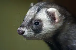 Outdoor Animal Portraits Drucke: Polecat, Mustela putorius