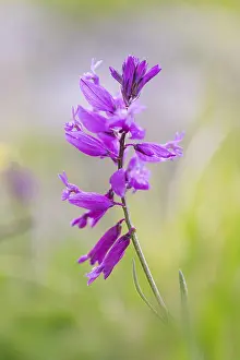 Polygala comosa