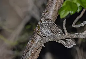 Central America Fauna Drucke: Least Poorwill, Siphonorhis brewsteri