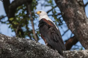 Southern Africa Birds Drucke: Portrait of an African fish eagle
