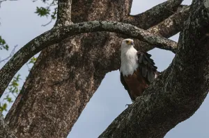 Southern Africa Birds Drucke: Portrait of an African fish eagle
