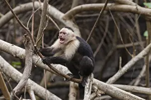 Latin America Mammals Drucke: Portrait of an aggressive white-faced capuchin monkey