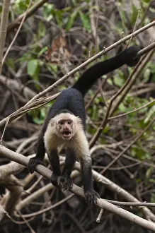 Central America Primates Drucke: Portrait of an aggressive white-faced capuchin monkey