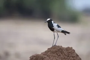 Botswana Wildlife Images Drucke: Portrait of a blacksmith lapwing or blacksmith plover