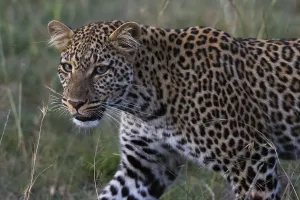 Panthera Pardus Image Drucke: Portrait of a leopard, Panthera pardus