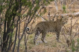 Botswana National Parks Drucke: Portrait of a leopard, Panthera pardus