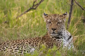 Okavango Delta Wildlife Photography Drucke: Portrait of a leopard, Panthera pardus