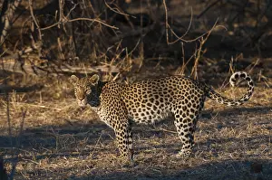 Predator Animal Pictures Drucke: Portrait of a leopard, Panthera pardus
