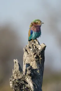 Lilac Breasted Roller Drucke: Portrait of a lilac-breasted roller