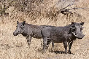 Chobe National Park Botswana Drucke: Portrait of a pair of warthogs