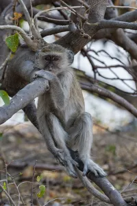 Chobe National Park Botswana Drucke: Portrait of a vervet monkey, Cercopithecus aethiops