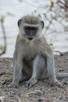 Botswana Animal Photography Drucke: Portrait of a vervet monkey, Cercopithecus aethiops