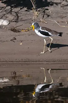 Chobe National Park Wildlife Drucke: Portrait of white-crowned lapwing