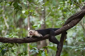 Central America Primates Drucke: Portrait of a white-faced capuchin monkey