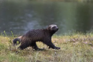 Finland Wildlife Images Drucke: Portrait of a wolverine, Gulo gulo