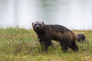 Summer Nature Photography Europe Drucke: Portrait of a wolverine, Gulo gulo