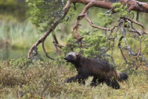 Finnish Wildlife Images Drucke: Portrait of a wolverine, Gulo gulo