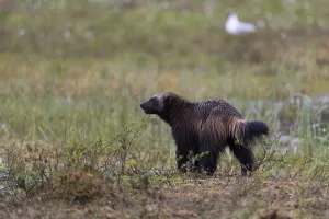 Finnish Wildlife Images Drucke: Portrait of a wolverine, Gulo gulo