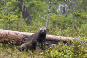 Finland Wildlife Images Drucke: Portrait of a wolverine, Gulo gulo