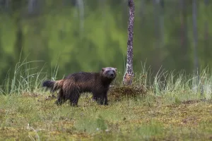 Finland Wildlife Photography Drucke: Portrait of a wolverine, Gulo gulo