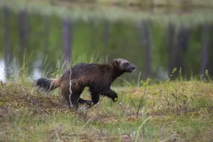 Finland Wildlife Images Drucke: Portrait of a wolverine, Gulo gulo