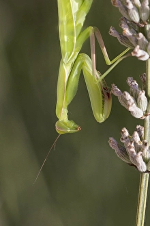 European Praying Mantis Drucke: Praying Mantis, Mantis religiosa