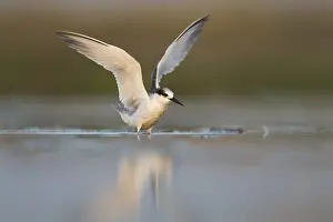 Gerahmter Druck : Vermuteter Saunder's-Tern, Sternula saundersi. Gerahmter Druck : Vermuteter Saunder's-Tern, Sternula saundersi.