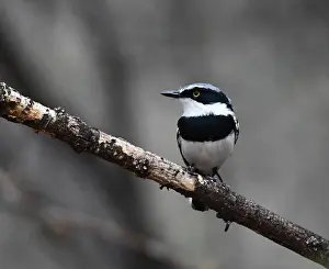 Wildlife In Namibia Drucke: Pririt Batis, Batis pririt