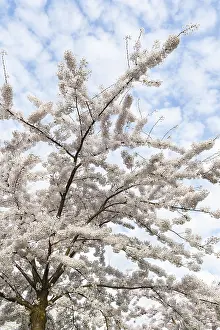 Europe Spring Flowers Drucke: Prunes tree in blossom