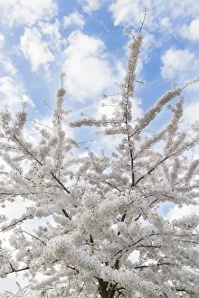 Cloudy Blue Sky Europe Drucke: Prunes tree in blossom