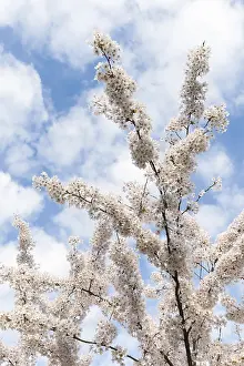 Cloudy Blue Sky Photography Drucke: Prunes tree in blossom