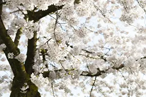 Prunus Tree In Bloom Drucke: Prunes tree in blossom