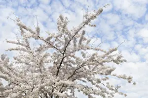 Blue Cloudy Sky Europe Drucke: Prunes tree in blossom