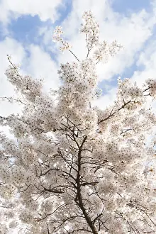 Cloudy Blue Sky Europe Drucke: Prunes tree in blossom