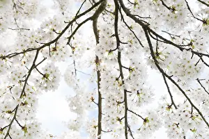 Prunus Tree In Bloom Drucke: Prunes tree in blossom